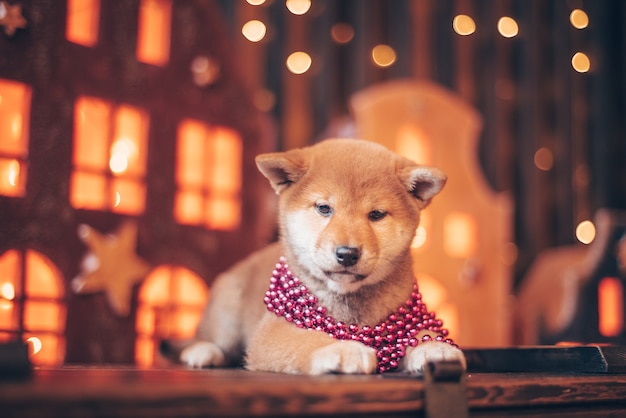 Two red dogs, Japanese Laika, Siba-inu breed, dressed for Christmas. Concept meeting New Years