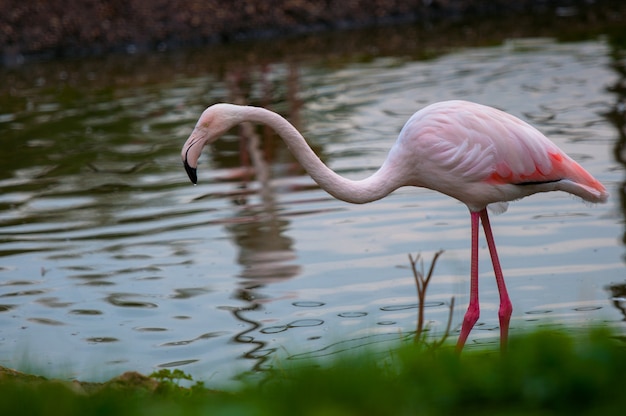 池、ロシアの公園の2つの赤いフラミンゴ