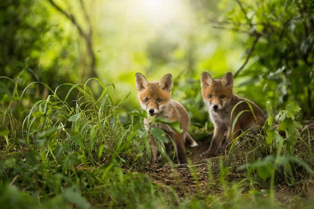 Two red fox cubs looking around near den on a sunny day in summer