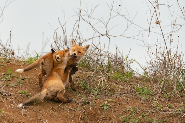 2匹のアカギツネが巣穴の近くで遊ぶVulpesvulpes