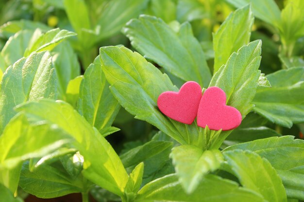 Two red heart on tree leaves