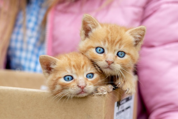 Two red kittens in a cardboard box Girl holding a box with small kittens