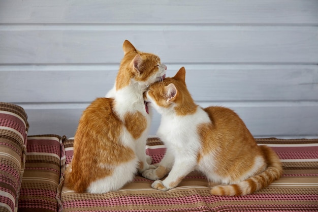 two red kittens lick each other on the striped sofa cushions friendly romantic relationship