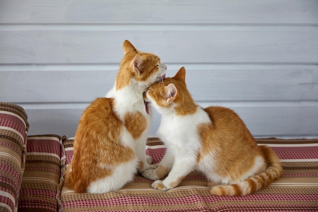 Two red kittens lick each other on the striped sofa cushions Friendly romantic relationship