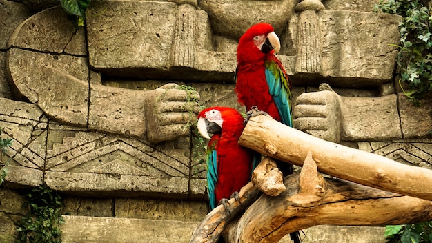 Two red parrots macaw on a branch jungle