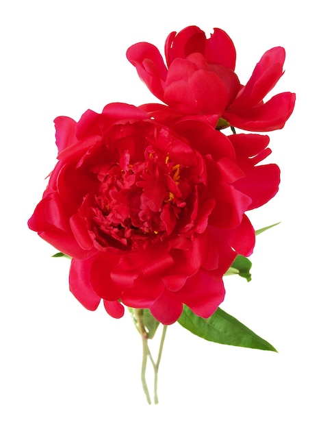 two red peony