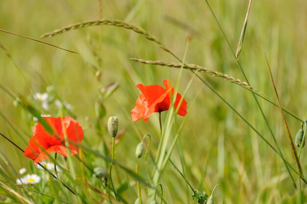 Two red poppies in the grass.