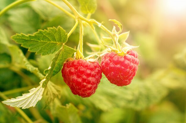 Two Red Ripe Berries Raspberries on branch in garden