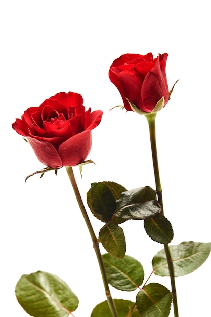 Two red rose flowers on white