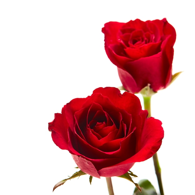 Two red rose on white background