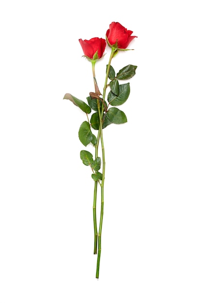 Photo two red rose on white background