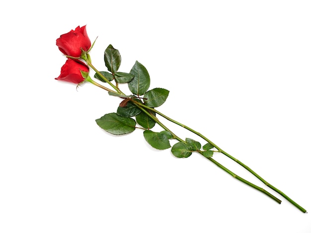 Photo two red rose on white background