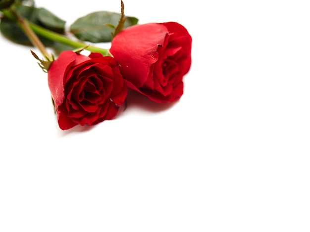 Two red rose on white background