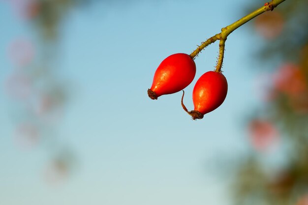 two red rosehips on the blue sky background