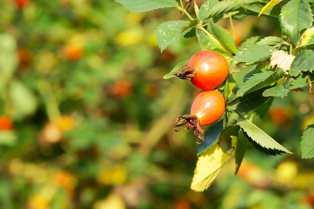 two red rosehips on a bush