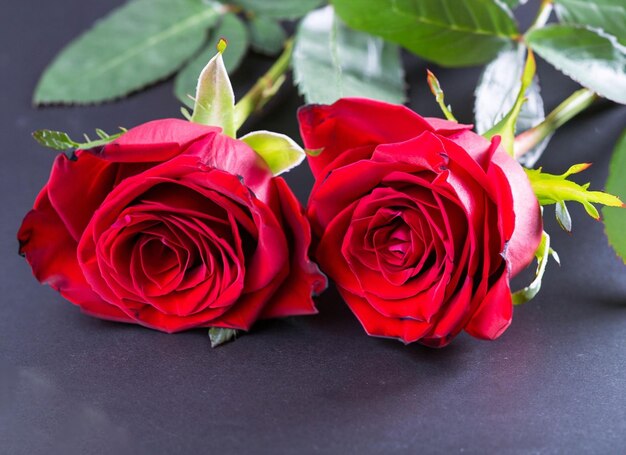 Two red roses are laying on a black table.