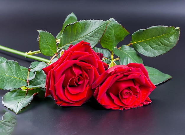 Two red roses on a black background