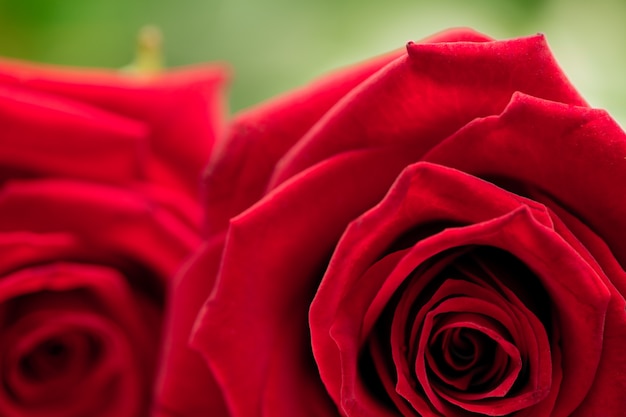 Two red roses