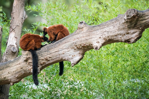 Two Red ruffed lemur