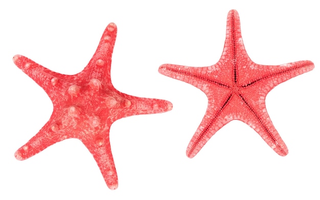Foto due stelle marine rosse