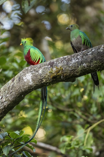 Two resplendent quetzal sitting on tree in summer light