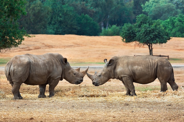 2つのRhinoが領土をめぐって戦う