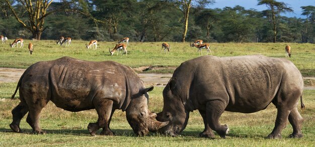 Two rhinoceros are fighting with each other.