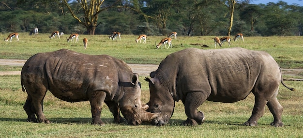 Two rhinoceros are fighting with each other.