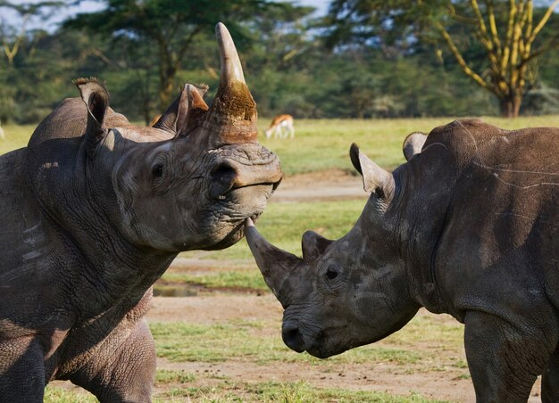 Two rhinoceros are fighting with each other.