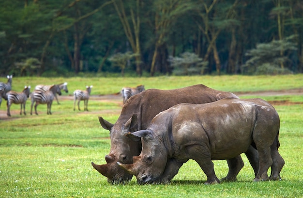 Due rinoceronti nella savana.