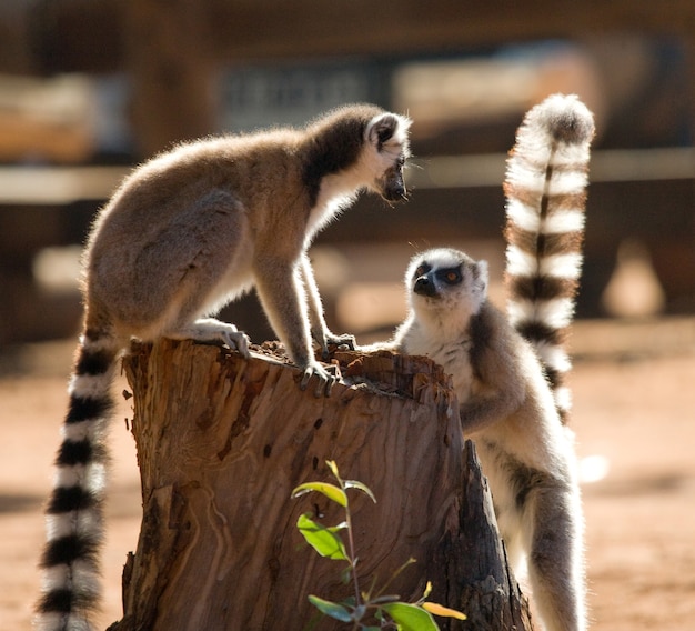 Two ring-tailed lemurs are playing with each other 