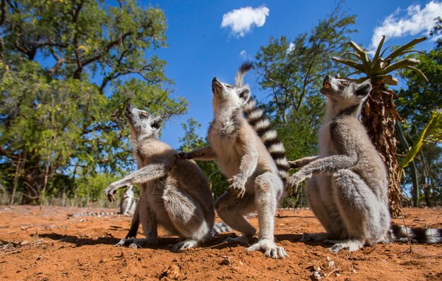 Two ring-tailed lemurs are standing on the ground 