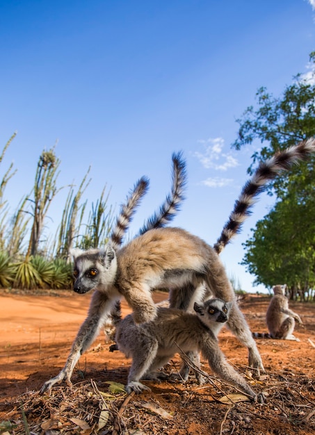 Two ring-tailed lemurs are standing on the ground 