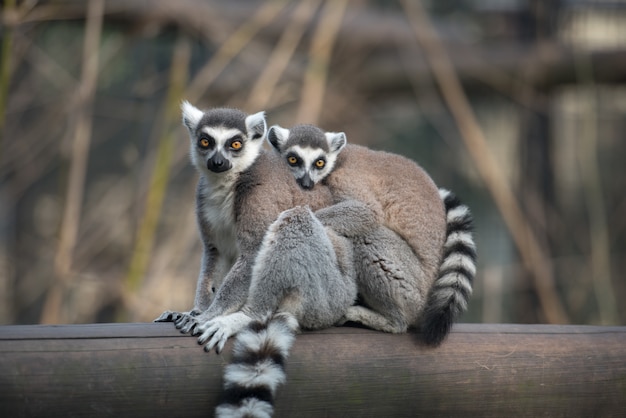 Two ring-tailed lemurs sit hugging each other