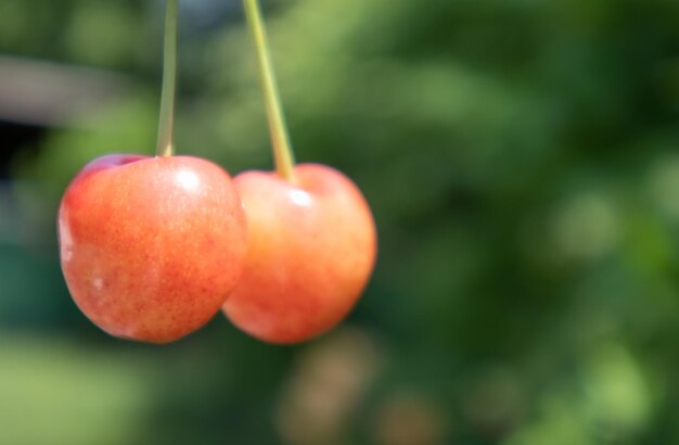 Two ripe cherries, close-up. Ripe juicy berries. Summer red fruits and berries. Two ripe red sweet cherries in the garden in summer with blurred foliage background.