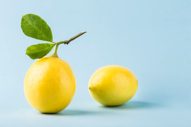 Two ripe lemons with a branch and leaves on a blue background.