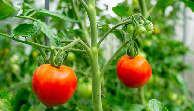 온실 에서 재배 된 두 개 의 익은 토마토