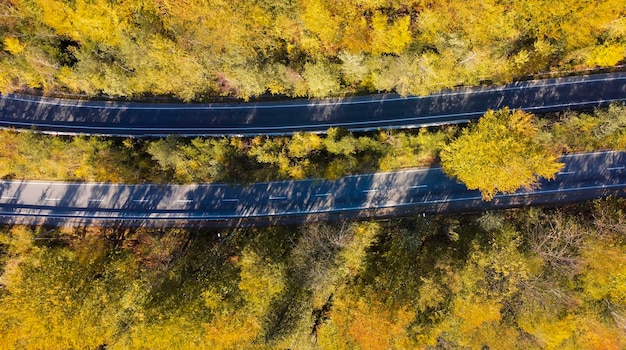 Foto due strade attraverso la foresta autunnale gialla