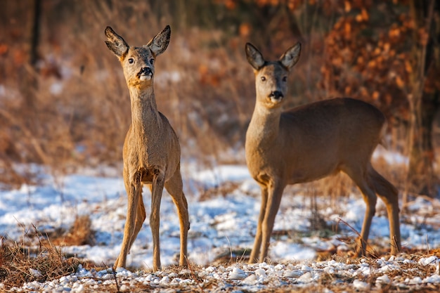 Due caprioli, capreolus capreolus, in inverno. immagine naturale di due animali selvatici che guardano curiosamente. paesaggio della fauna selvatica strega colori autunnali e neve sul terreno.