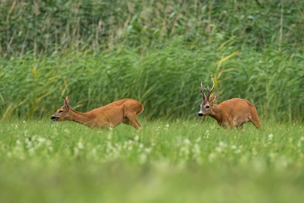 Two roe deer running on field