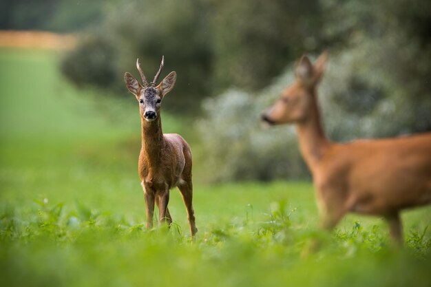 Two roe deer standing on grassland in summertime nature