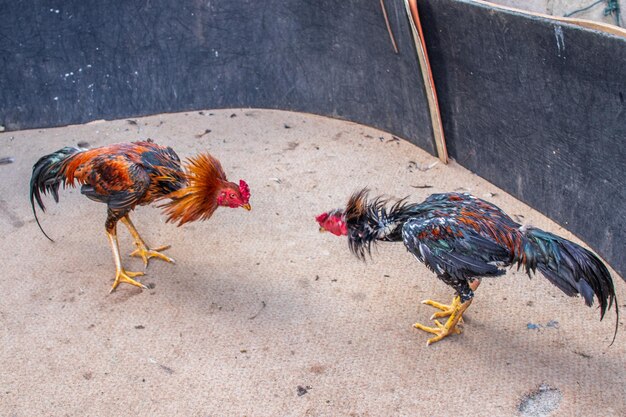 Photo two roosters during a cockfight at an event