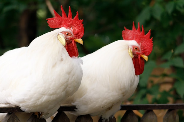 Two roosters with red combs are sitting on the fence. High quality photo