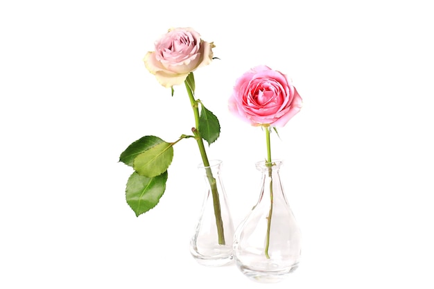 Two roses in a glass vase isolated on a white background