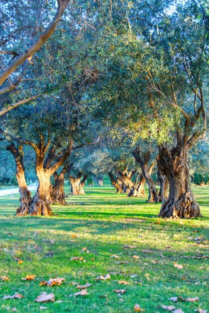 Two rows of olive trees bathed in the first light of day.