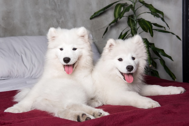 침실 배경에 빨간 침대에서 두 samoyed 개 강아지