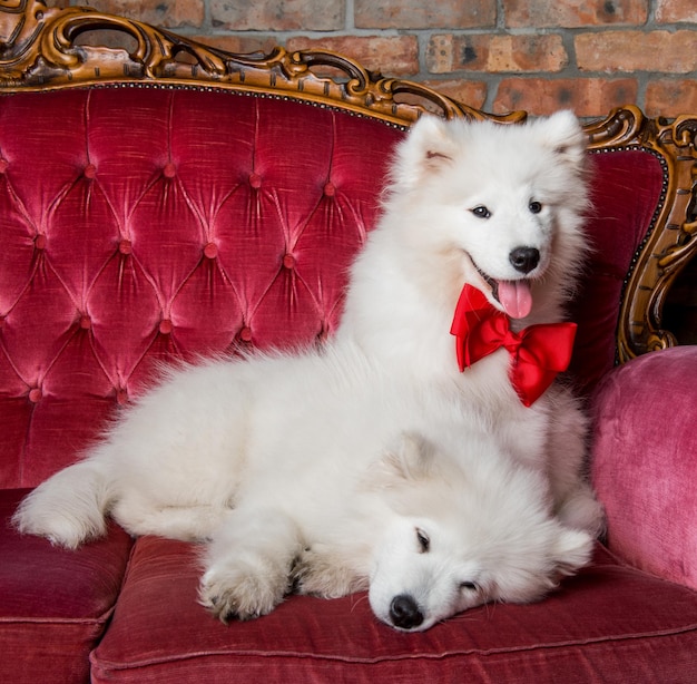 Foto due cuccioli di cani samoiedo nel letto rosso sullo sfondo della camera da letto