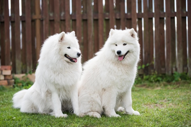 Two Samoyed puppies dogs are sitting and playing on green meadow