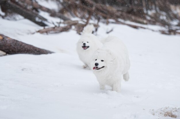 Foto due cani bianchi samoi sono in corsa sulla spiaggia innevata in lettonia