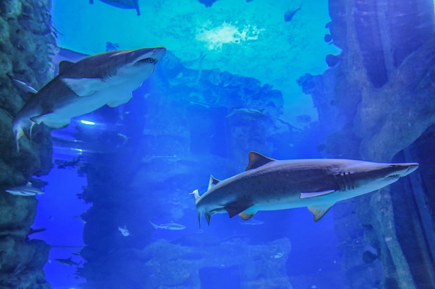 Two sand sharks swimming in blue water